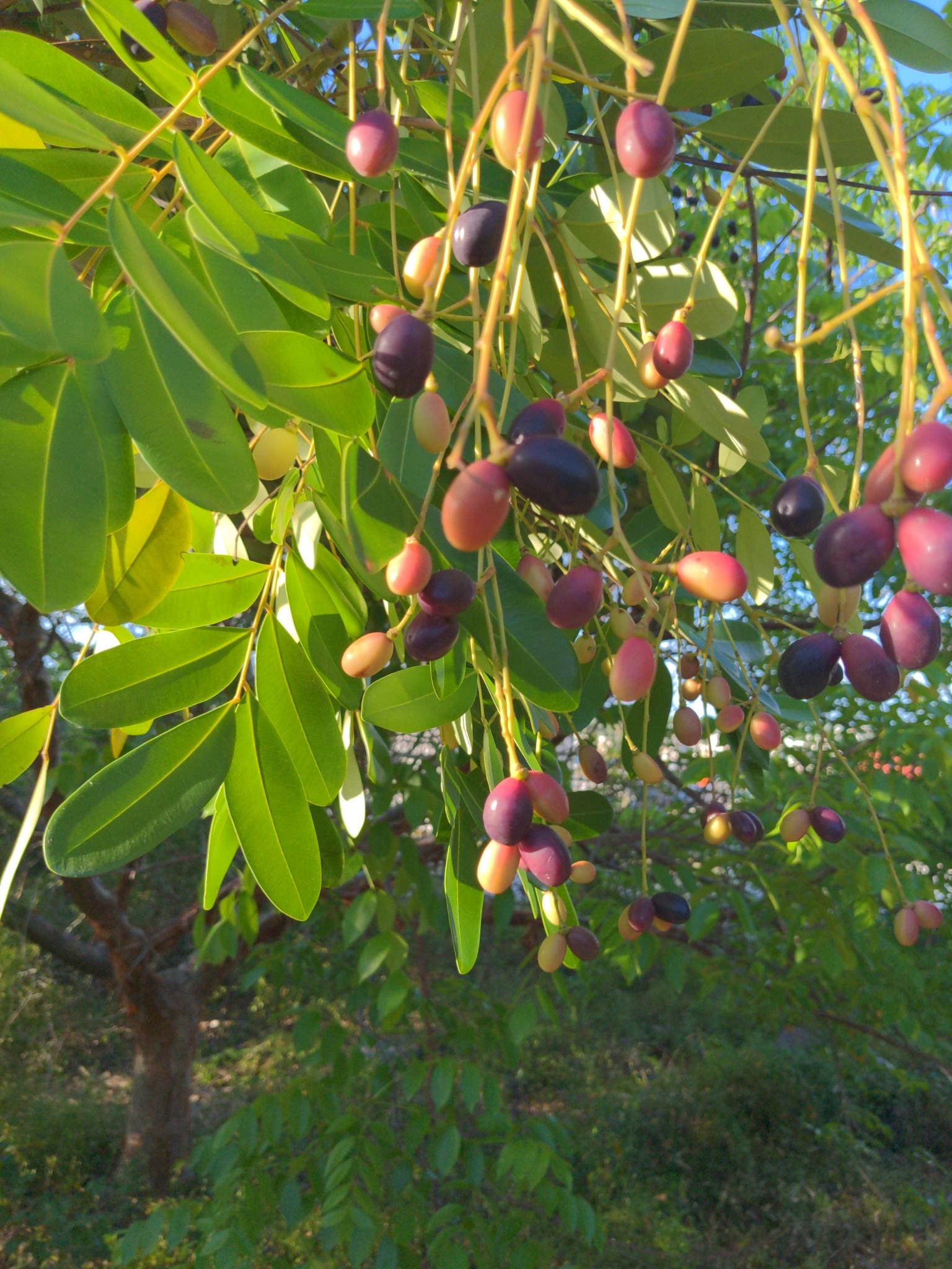 Simarouba glauca